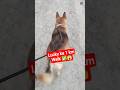 Lucky Ka 1km Walk ✅😱 German shepherd Dog walk #doglover542 #viral #shortsfeed #ytshorts #status