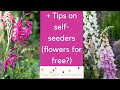 Early summer garden tour - tips on self seeding plants   what to do now for beautiful flowers later