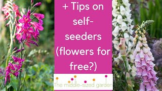 Early summer garden tour - tips on self seeding plants + what to do now for beautiful flowers later