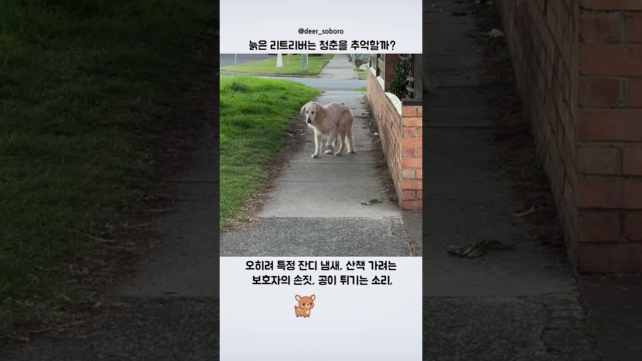늙은 리트리버는 청춘을 추억할까?