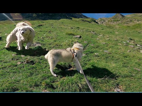 Vidéo: Apprendre à votre chien à courir sur un tapis roulant