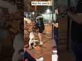 Playful Pitbull vs Miniature Pinscher! | ViralHog 👀😆