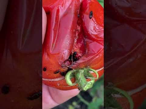Video: Savbaggar på växter - Hur man minskar skador på saftbaggar