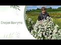 Спирея Ван-Гутта (Spiraea × vanhouttei)