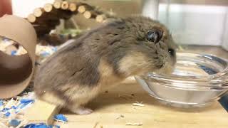 Just a Hamster drinking water by R 984 views 1 year ago 57 seconds