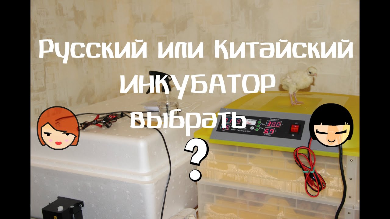 Какой инкубатор выбрать? Китайский или русский?