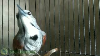 Download Lagu Burung ini sangat murah dan Banyak yang belum tau dengan burung ini!!! Tepus pipi perak gacor MP3