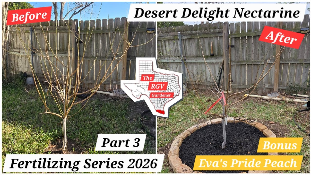 Fertilizing Series 2026.  Desert Delight Nectarine and Eva's Pride Peach 🧑‍🌾 || The RGV Gardener 