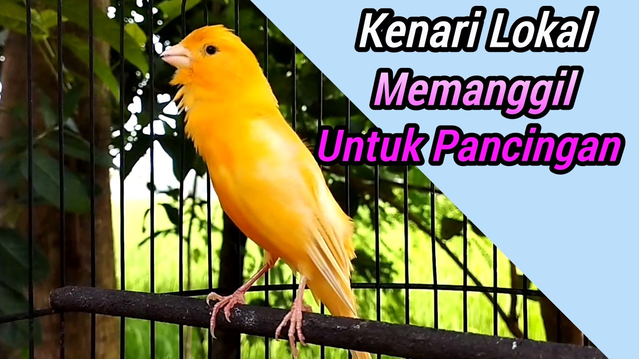 Kenari Lokal Memanggil Kenari Lain Untuk Pancingan Kenari Paud Agar Cepat Bunyi Dan Gacor.