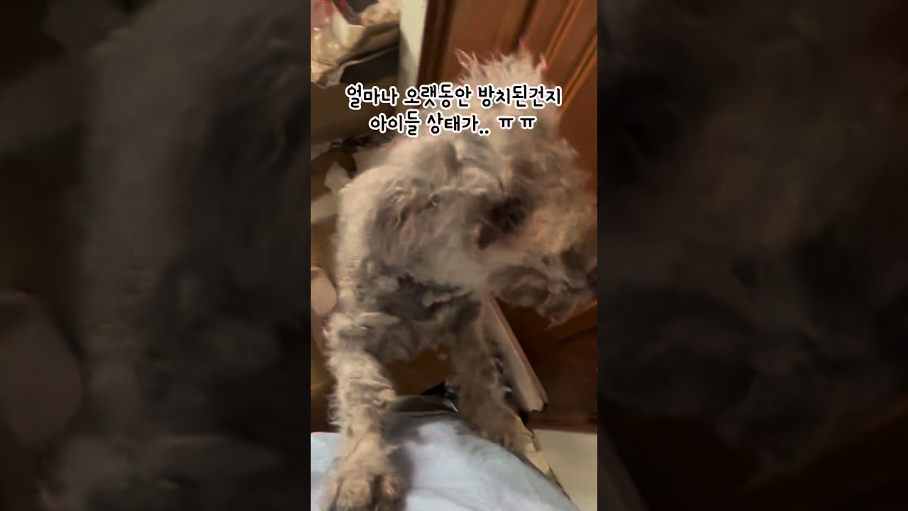 #쓰레기더미속개들 #견주도망 #베들링턴테리어 #레오맘과동행 #어독스