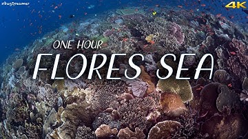 FLORES SEA | 1 HOUR Deep Relaxation Dive, Underwater Cinematic, Meditation, Sleeping (Trilogy Part1)