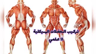 تركيب العضلات الهيكلية-11
