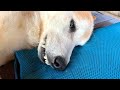 老犬介護：コタロウはそろそろ逝く