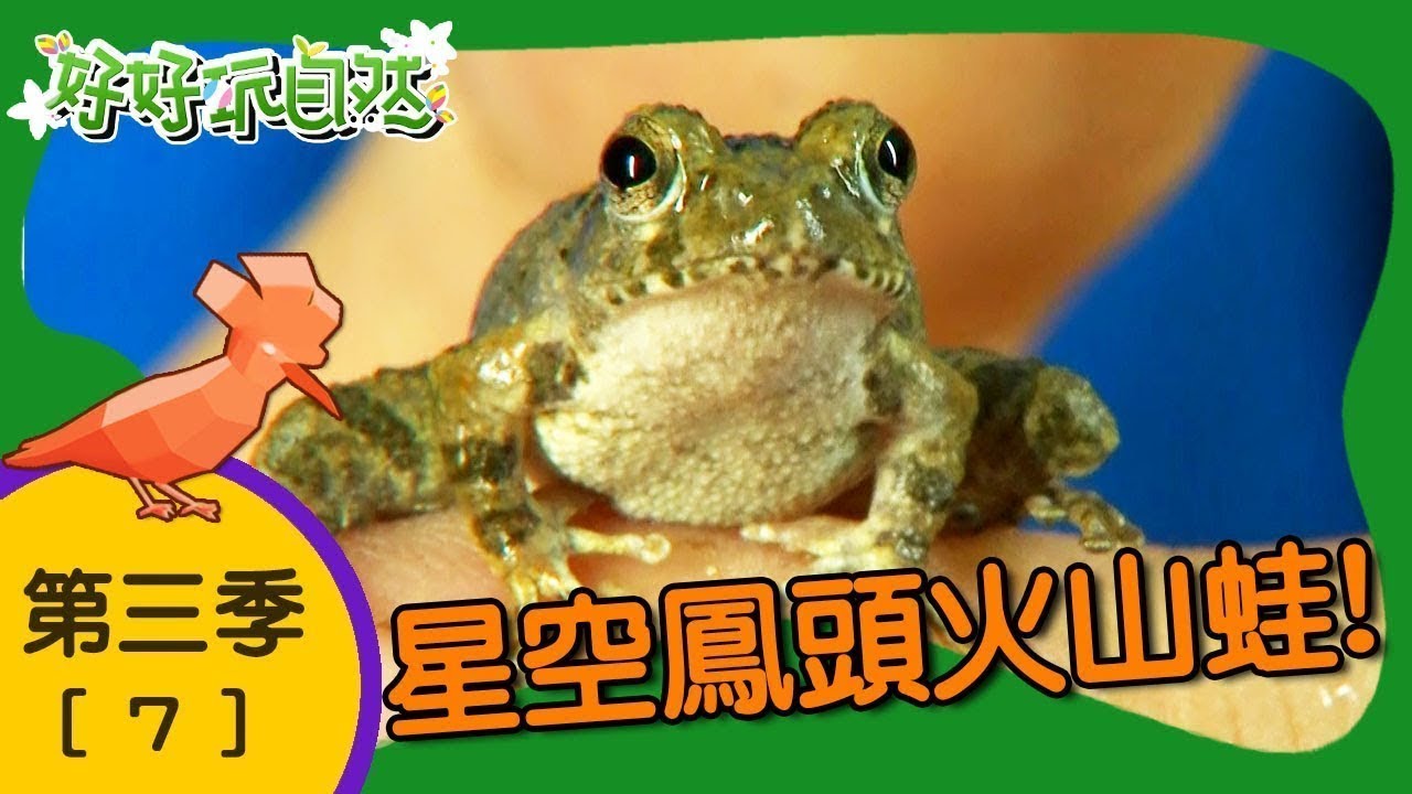 【好好玩自然】星空鳳頭火山蛙！黃星天牛 鳳頭蒼鷹｜第7集_第三季｜大屯山｜柳丁哥哥 阿傑老師｜生態探索｜YOYO