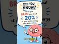 Your Brain on Rest: The 20% Fact