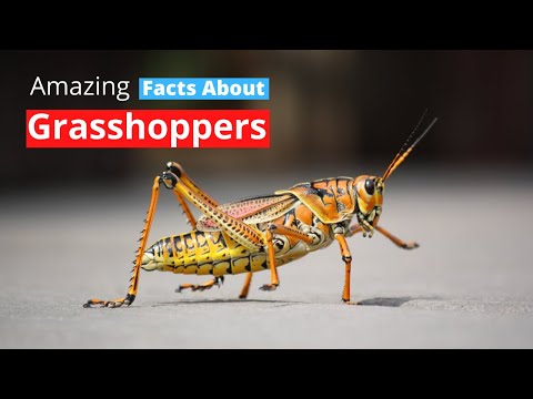 Video: Har græshoppe ryghvirvler?