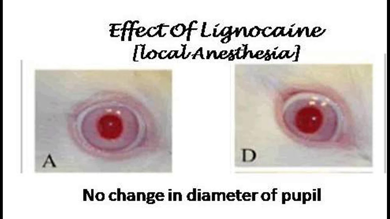 Pharmacology Effect of Unknown Drugs on Rabbit's Eye YouTube