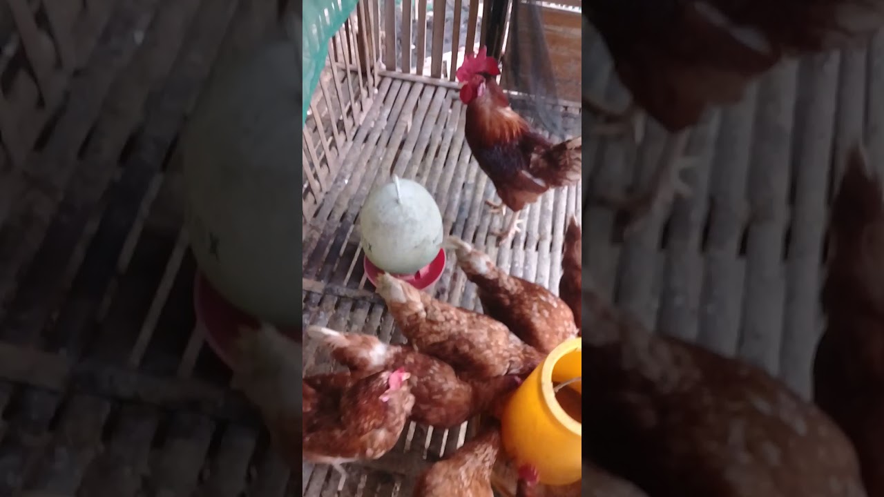 kandang indukan ayam petelor skala kecil - YouTube