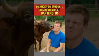 Allegedly rammed... Eh, actually licked by a bull! 😂”
