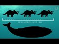 Blue Whales 101 | Nat Geo Wild Mp3 Song