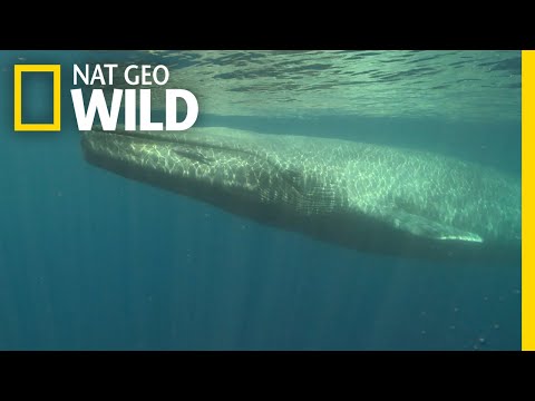 Video: Where Do Blue Whales Live?