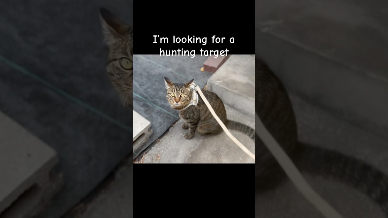 I’m looking for a hunting target 