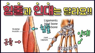 힘줄과 인대의 차이점