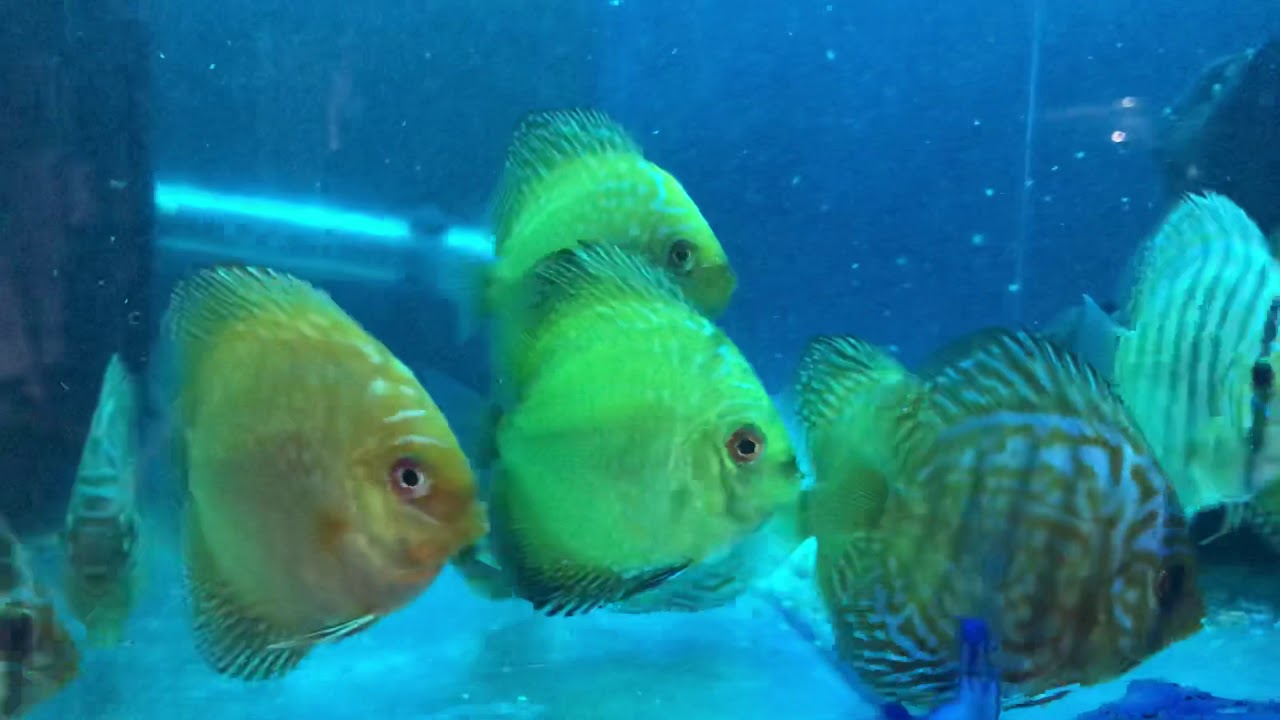 camera iphone 8 plus apk 3 inch discus. £15 each , ready to go , Cheshire oaks discus