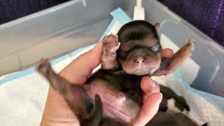 Newborn Puppy Crying | Day 3
