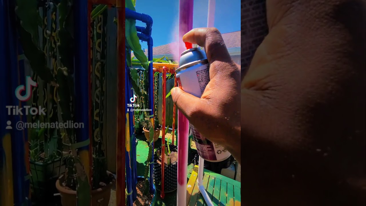 Finishing up another new dragon fruit trellis under the morning sun and growing dragons