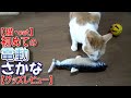 【猫・cat】初めての電動さかな【グッズレビュー】