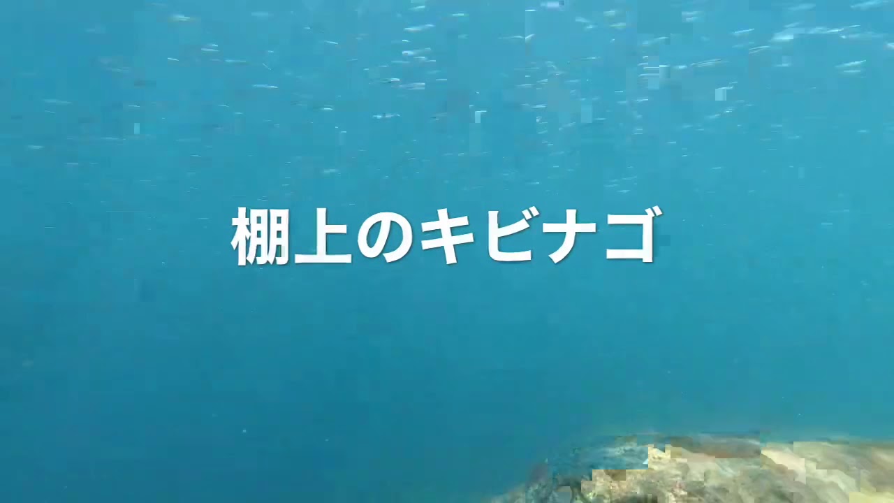 【8月30日】海楽すぃ~い!