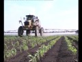 Защита кукурузы от сорняков
