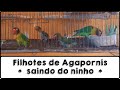 Filhotes de agapornis saindo do ninho