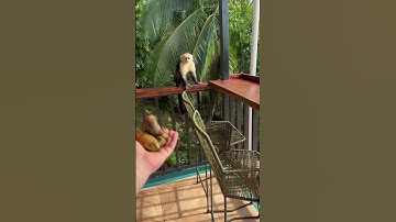 One of my run ins with a capuchin monkey in Costa Rica 🇨🇷 #capuchin #worldmonkeyday #trending