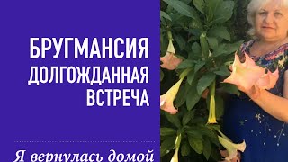 БРУГМАНСИЯ -ДОЛГОЖДАННАЯ ВСТРЕЧА В САДУ!!!