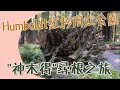 露營車公路遊Day 7: 巨大的神木林| 到底紅木的根可以有多寬? | 沈奶茶尋根之旅?! |