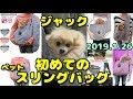 ポメラニアン・ジャック　初めてのペットスリングバッグ　Jack in pet sling bag