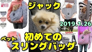 ポメラニアン・ジャック　初めてのペットスリングバッグ　Jack in pet sling bag