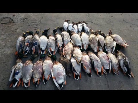рыбалка на лиманах каневского рыбалка на лиманах каневского