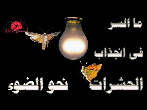 فيديو: هل تنجذب العناكب للضوء؟