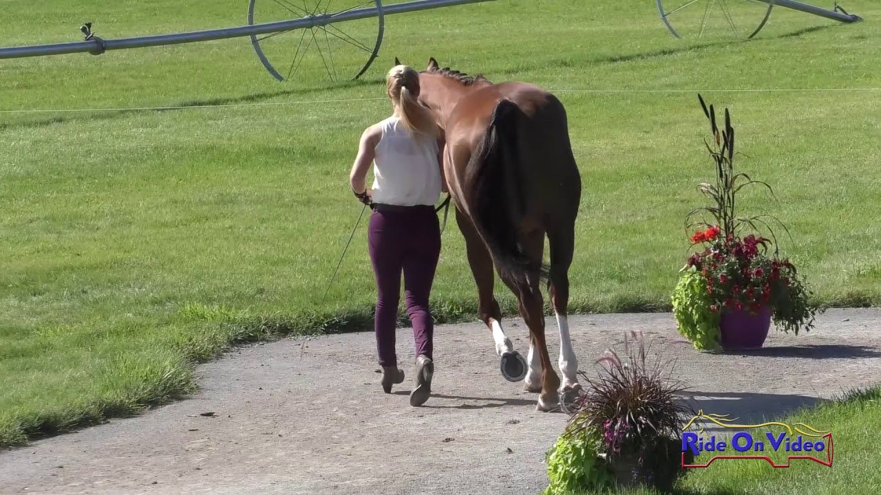 horseshoe bend 072J2 Renee Kalkman on Flame Eternal CCI3* Long Jog 2 Rebecca Farm July 2019