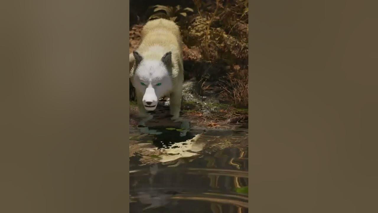 Memorial video for my dog Tundra Memorial video for my dog Tundra