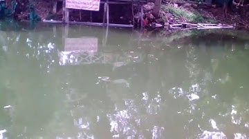 CÂU CÁ NÀNG 2  | Fishing Chitala Chitala