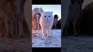 Белоснежный тигр на зимней прогулке 😍 ¦ Best Cube ¦ Зимний кот #приколы #cat #funny #walking #fun
