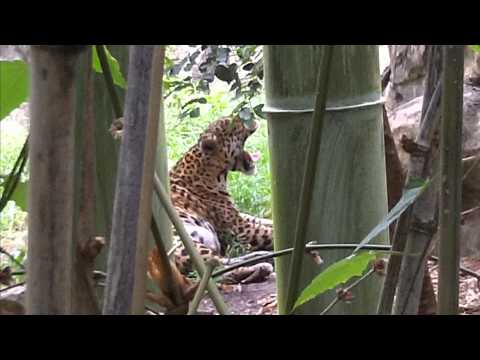 Wideo: Zoo w Miami