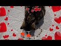 Оригинальное поздравление для кота на Валентинов день; Cute greeting for a cat on Valentine&#39;s Day