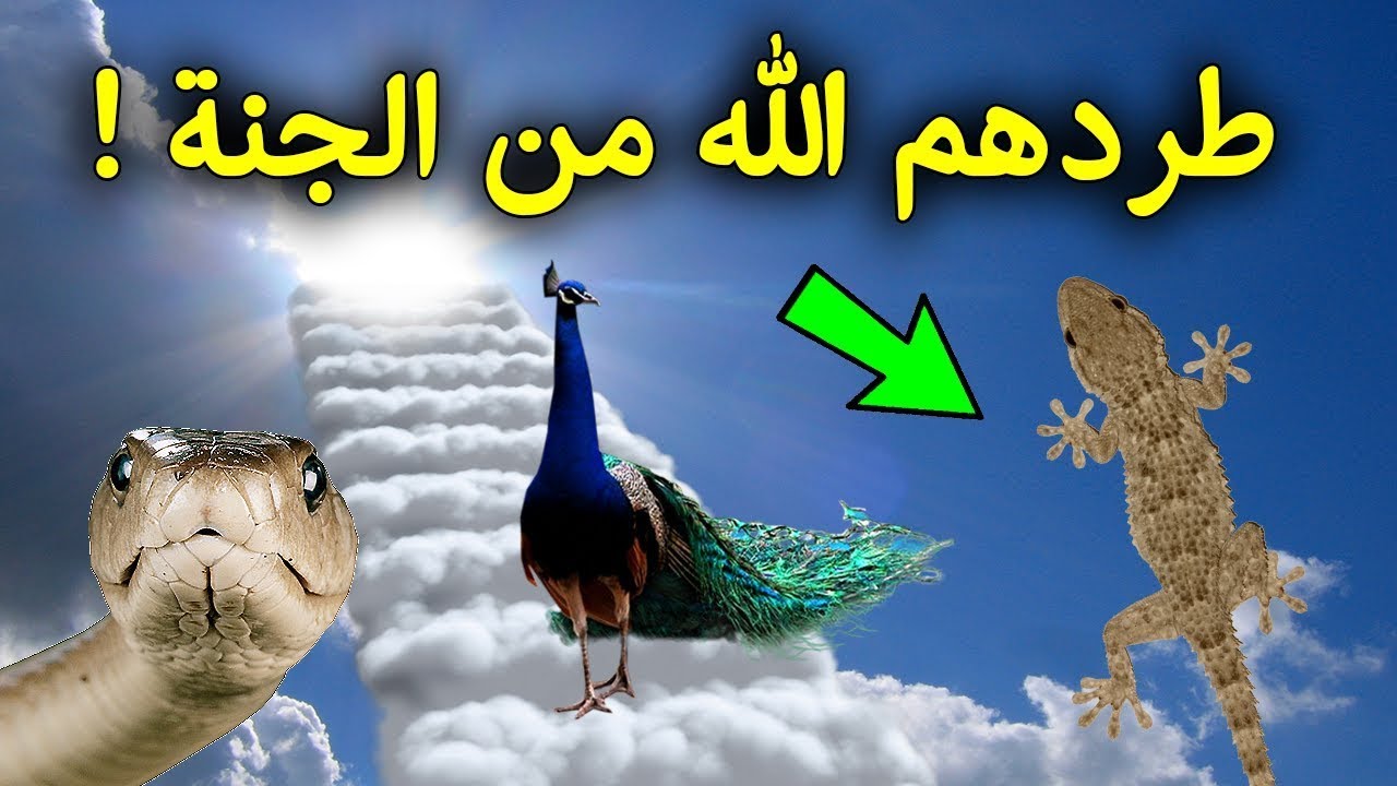 لماذا طرد الله تعالى الثعبان والبرص والطاووس من الجنة وجميع المسلمين غافلون عنها سبحان الله Youtube