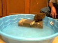 Baby beavers get a second chance