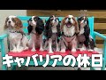 キャバリアが看板犬のカフェでくつろぐ休日が癒されて幸せすぎた
